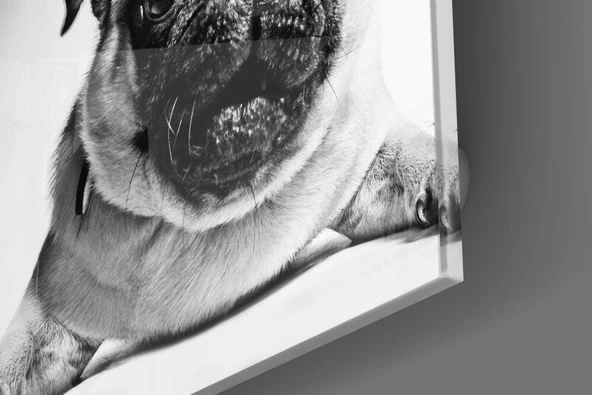 Pug Cam Tablo - Resim 3