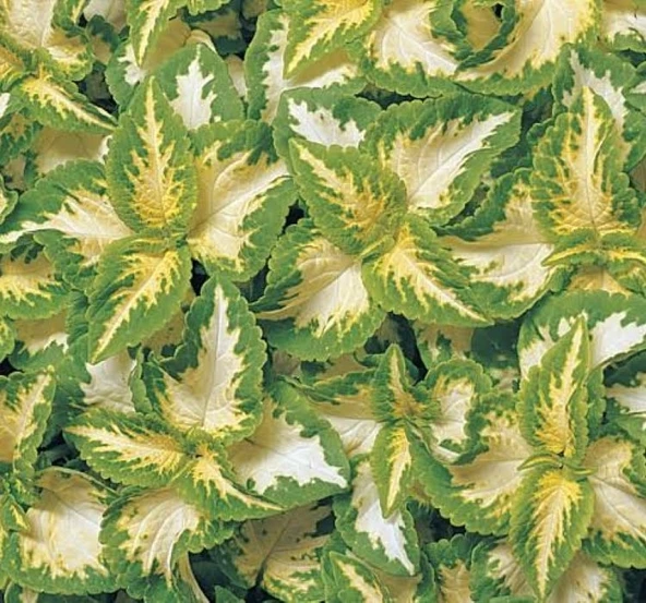 Yaprak Güzeli Tohumu Jade - Saksılık 10 Tohum ürün görseli 1