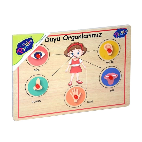166/167 Onyıl, Ahşap Tutmalı Organlar - Resim 2