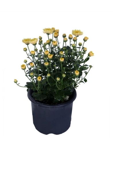 Sarı Kasımpatı Çiçeği Fidesi Fidanı 15-25 cm ürün görseli 1