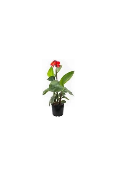 Canna Kana Zambağı Tespih Çiçeği Fidanı 10-20 cm ürün görseli 1