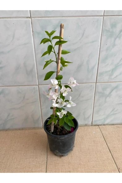Pembe Begonvil Çiçeği Fidanı 10-20 cm ürün görseli 1