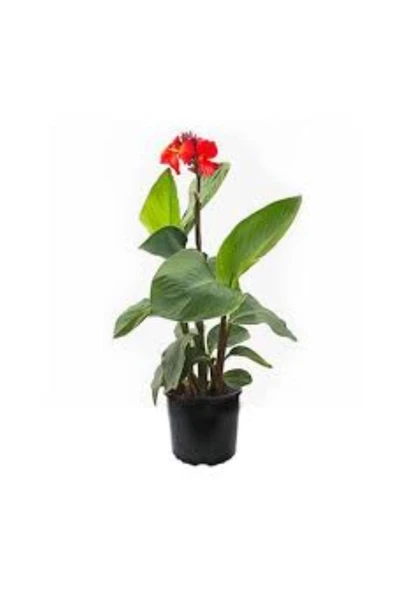 Canna Kana Zambağı Tespih Çiçeği Fidanı 10-20 cm ürün görseli 1