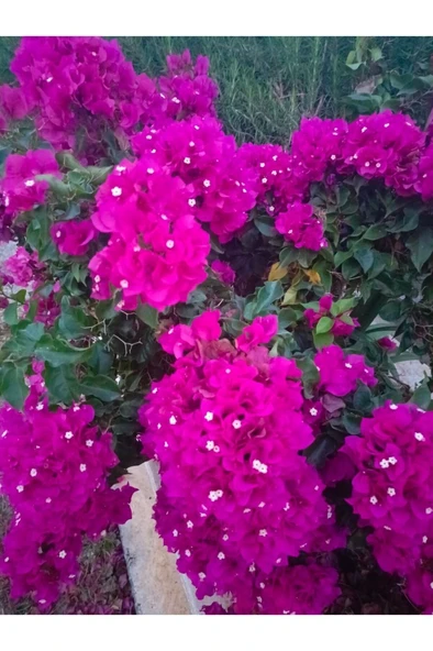 Pembe Begonvil Çiçeği Fidanı 10-20 cm - Resim 2