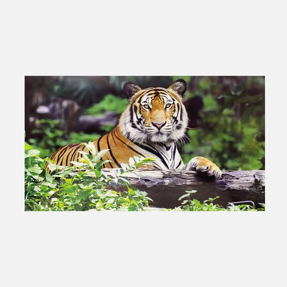 Ertürk Hayvanlar Poster 60x90 cm (4'li Paket) ürün görseli 1