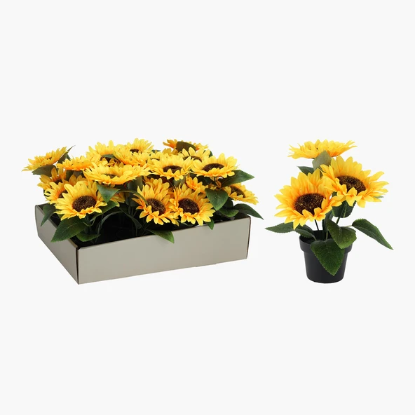 Saksıda Ayçiçeği 22cm (2'li Paket) ürün görseli 1