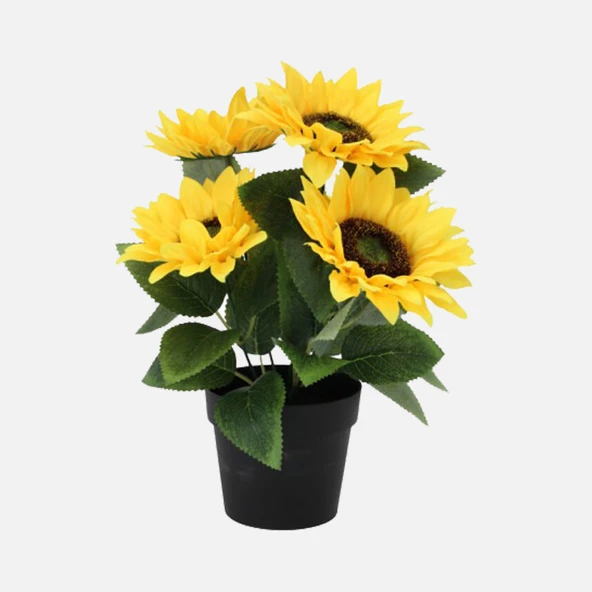 Saksıda Ayçiçeği 28cm ürün görseli 1