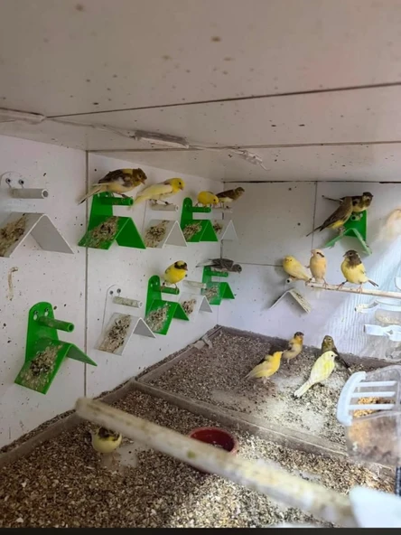 KUŞLAR İÇİN V TÜNEK MAVİ RENK 1 ADET ürün görseli 1