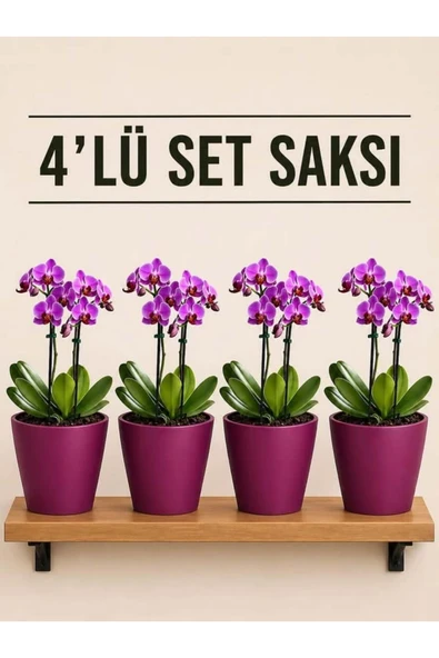 4 Lü Bordo Renk Orkide Saksısı ürün görseli 1