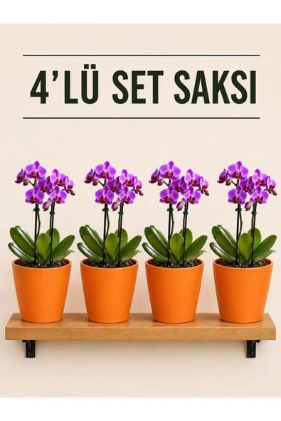 4 Lü Turuncu Renk Orkide Saksısı ürün görseli 1
