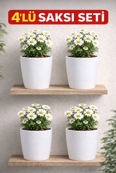 4 Adet Beyaz Orkide Saksısı - Set Fiyatlı - Resim 2