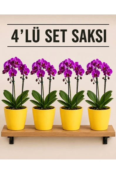 4'Lü Sarı Renk Orkide Saksısı ürün görseli 1