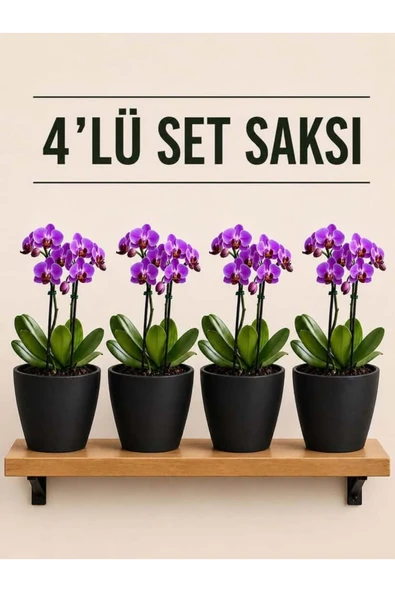 4 Lü Siyah Renk Orkide Saksısı ürün görseli 1