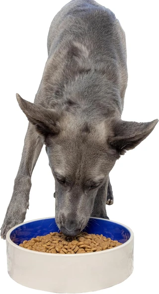 Ethical Kase Seramikten, 9,5 Inç, Beyaz/Mavi ürün görseli 1