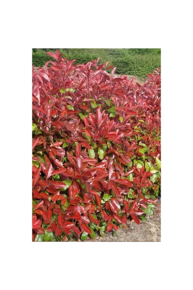 Alev Çalısı Fidanı 20~40cm ürün görseli 1