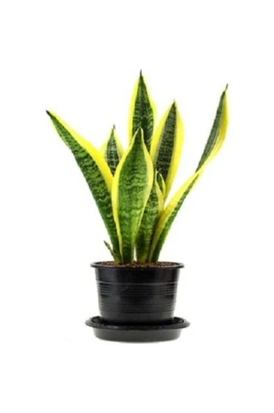 Paşa Kılıcı (sansevieria) 10-20 Cm Sarı Çizgili ürün görseli 1