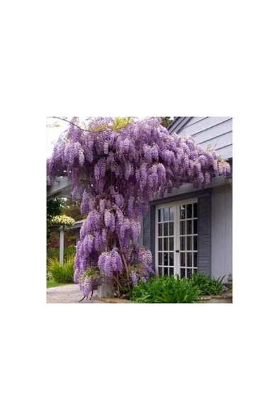 Wisteria Floribunda (Mor Salkım) Fidanı 10-20 cm ürün görseli 1