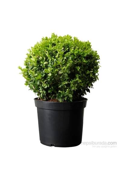 Buxus Sempervirens Şimşir Fidanı 10-20 cm ürün görseli 1