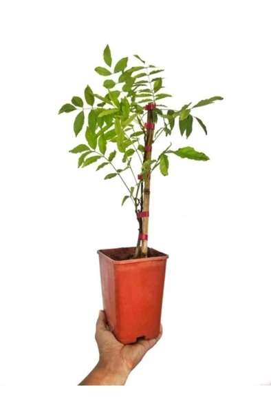 Mor Salkım Fidanı Fidesi 10-20 cm ürün görseli 1