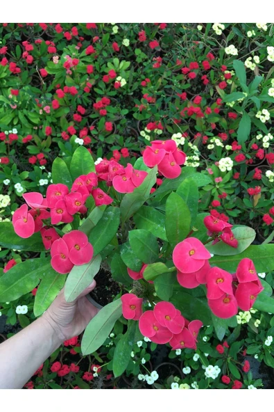 Dikenler Tacı Milli Fidanı (PEMBE) 10-20 cm ürün görseli 1