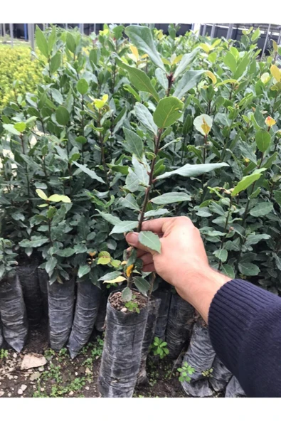 Defne Fidanı Saksılı 10-20 cm ürün görseli 1
