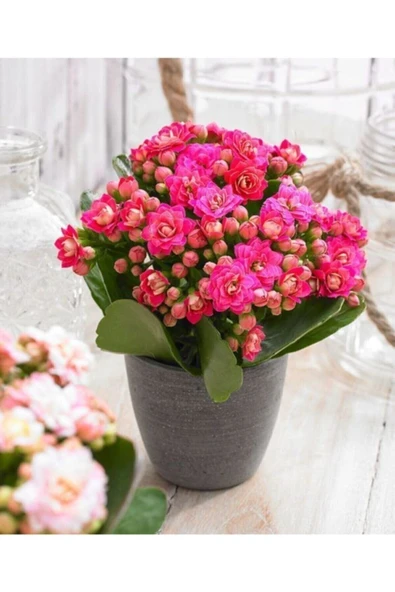 Açık Pembe Canlı Kalanchoe Çiçeği Fidanı 10-20 cm ürün görseli 1