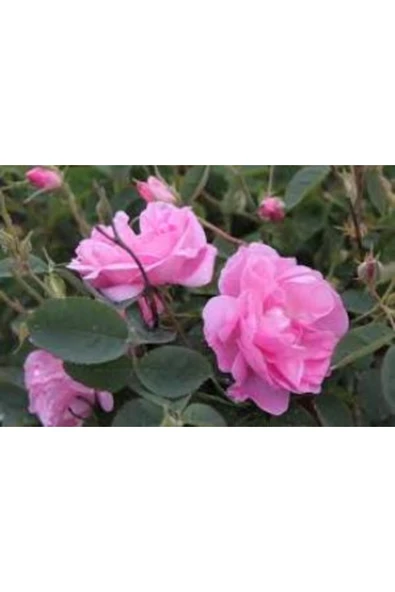 Kokulu Gül Fidanı Pembe 10-20 cm ürün görseli 1