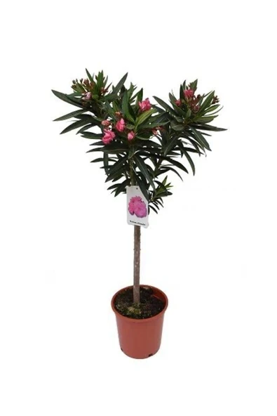 Pembe Zakkum Çiçeği Fidanı 30-50 Cm ürün görseli 1