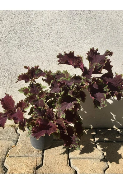 Yaprak Güzeli Yaprağı Güzel Kolyos Çiçeği Fidanı 10-20 cm ürün görseli 1
