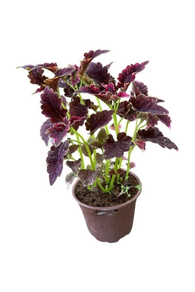 Bordo Yaprak Güzeli Yaprağı Güzel Kolyos Çiçeği Özel Renk 10-20 cm ürün görseli 1