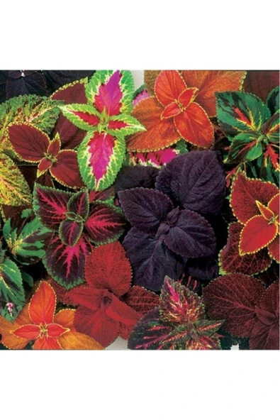 Yaprak Güzeli Karışık Renkli Kolyos Coleus Çiçeği 1 Adet 10-20 Cm ürün görseli 1