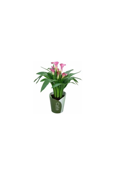 Gala Gelin Çiçeği (Calla Lily) Pembe 10-20 cm ürün görseli 1