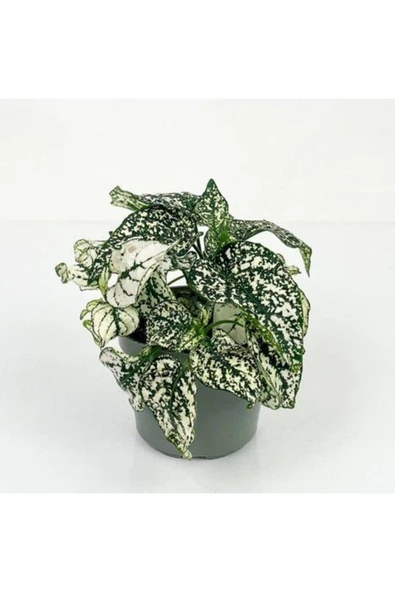 Hostes Çiçeği Hypoestes Çilli Yaprak Çiçeği Beyaz 10-20 cm ürün görseli 1