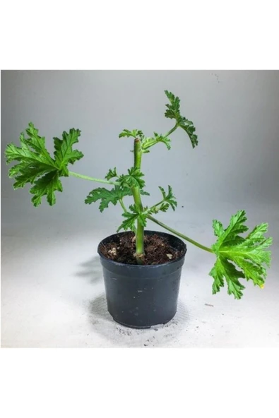 Pelargonium Graveolens Itır Bitkisi Mis Kokulu 10-20 cm ürün görseli 1