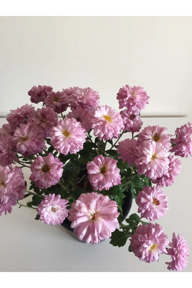 Kasımpatı Çiçeği Fidanı Pembe 10-20 cm ürün görseli 1