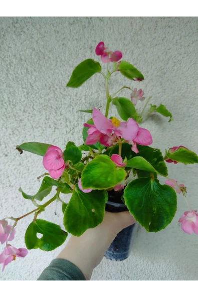 Seker Begonyası Fidanı Pembe 10-20 cm ürün görseli 1