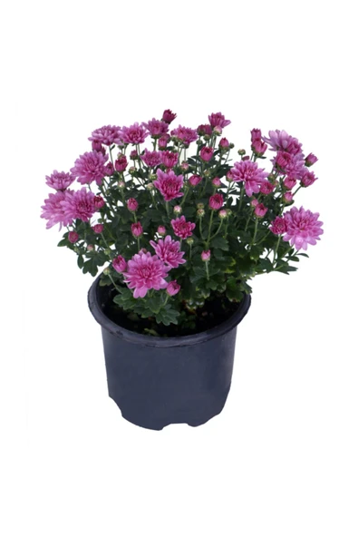 Kasımpatı Saksı’da (chrysanthemum) Pembe Renk 10-20 cm ürün görseli 1