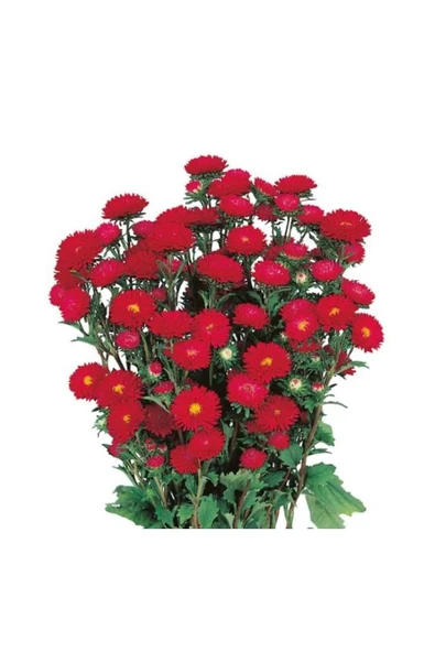 Bodur Kasımpatı Fidanı Kırmızı Renk Saksılı 10-20 cm ürün görseli 1