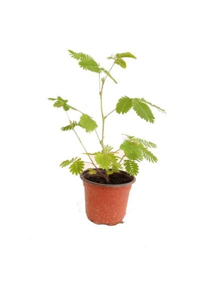 Küstüm Çiçeği Mimosa Pudica 15-25 cm ürün görseli 1