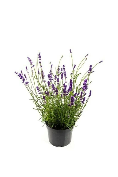 Lavanta Çiçeği Fidanı Lila Kokulu 10-20 cm ürün görseli 1