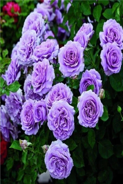 Yediveren Lila Gül Fidanı Yediveren Lilac Rose 1 Adet 10-20 Cm ürün görseli 1