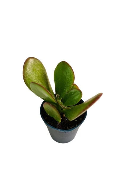 Sukulent Crassula Para Çiçeği Fidanı Süs Bitkisi 10-20 cm ürün görseli 1