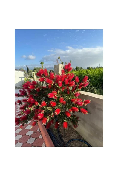 Fırça Çalısı Çiçeği Fidanı 30-60 cm ürün görseli 1
