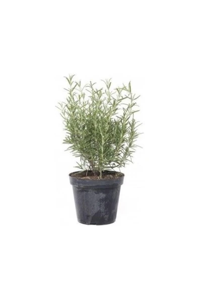 Saksılı Biberiye Fide Fidanı 10-20 Cm ürün görseli 1