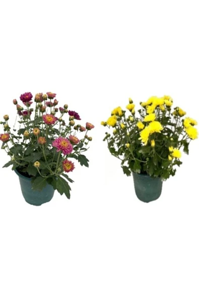 Kasımpatı Çiçeği Fidanı 2li Set 10-20 cm ürün görseli 1