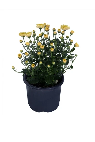 Sarı Kasımpatı Çiçeği Fidanı 10-20 cm ürün görseli 1