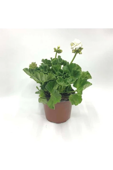 Beyaz Sardunya Çiçeği Fidanı Saksılı 10-20 cm ürün görseli 1