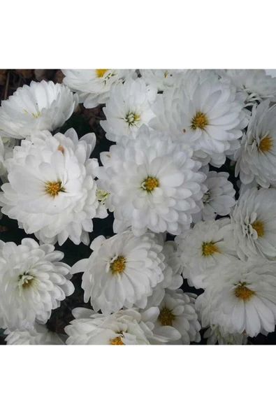 Beyaz Renk Kasımpatı Çiçeği Fidanı 15-25 Cm Saksılı White Chrysanthemum ürün görseli 1