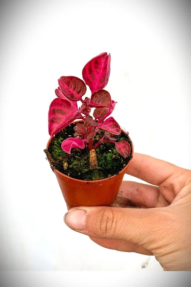 Iresine Herbstii Purple Kırmızı Çingene Şalvarı Fidanı 10-20 cm ürün görseli 1