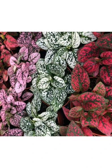 Fittonia Hostes Çiçeği Çilli Yaprak Güzeli Yeşil Mor Benek 10-20 cm ürün görseli 1